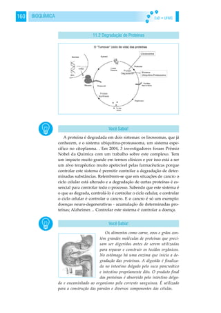 EaD • UFMS160 BIOQUÍMICA
A proteína é degradada em dois sistemas: os lisossomas, que já
conhecem, e o sistema ubiquitina-proteassoma, um sistema espe-
cífico no citoplasma. . Em 2004, 3 investigadores foram Prêmio
Nobel da Química com um trabalho sobre este complexo. Tem
um impacto muito grande em termos clínicos e por isso está a ser
um alvo terapêutico muito apetecível pelas farmacêuticas porque
controlar este sistema é permitir controlar a degradação de deter-
minadas substâncias. Relembrem-se que em situações de cancro o
ciclo celular está alterado e a degradação de certas proteínas é es-
sencial para controlar todo o processo. Sabendo que este sistema é
o que as degrada, controlá-lo é controlar o ciclo celular, e controlar
o ciclo celular é controlar o cancro. E o cancro é só um exemplo:
doenças neuro-degenerativas - acumulação de determinadas pro-
teínas; Alzheimer… Controlar este sistema é controlar a doença.
Os alimentos como carne, ovos e grãos con-
tém grandes moléculas de proteínas que preci-
sam ser digeridas antes de serem utilizadas
para reparar e construir os tecidos orgânicos.
No estômago há uma enzima que inicia a de-
gradação das proteínas. A digestão é finaliza-
da no intestino delgado pelo suco pancreático
e intestino propriamente dito. O produto final
das proteínas é absorvido pelo intestino delga-
do e encaminhado ao organismo pela corrente sanguínea. É utilizado
para a construção das paredes e diversos componentes das células.
11.2 Degradação de Proteínas
Você Sabia!
Você Sabia!
 