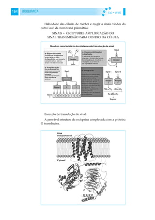 EaD • UFMS164 BIOQUÍMICA
Habilidade das células de receber e reagir a sinais vindos do
outro lado da membrana plasmática:
SINAIS + RECEPTORES AMPLIFICAÇÃO DO
SINAL TRANSMISSÃO PARA DENTRO DA CÉLULA
Exemplo de transdução de sinal:
A provável estrutura da rodopsina complexada com a proteína
G transducina.
 