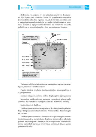 EaD • UFMS 165Biossinalização
Rodopsina é o conjunto (11-cis retinal em azul (vem da vitami-
na A) e opsina, em vermelho. Verde é a proteína G transducina
(sub-unidades alfa, beta e gama) conectada no lado citosólico com
a rodopsina (alças alaranjadas) e as caudas hidrofóbicas (em ama-
relo) indicam a ligação carboxiterminal da rodopsina ao ácido
palmítico e as ub-unidades alfa e beta ancoradas nos lipídeos.
Efeitos metabólicos da insulina; no metabolismo de carboidratos:
fígado, músculo e tecido adiposo.
Fígado: diminui produção de glicose (inibe a gluconeogênese e
a glicogenólise);
Músculo e fígado: aumenta síntese de glicogênio (glicogênese);
Músculo e tecido adiposo: aumenta captação de glicose pelo
aumento no número de transportadores na membrana celular;
Metabolismo de lipídeos:
Tecido adiposo: diminui a degradação de triacilgliceróis pela ini-
bição da lipase sensível ao hormônio promovendo a defosforilação
da enzima;
Tecido adiposo: aumenta a síntese de triacilgliceróis pelo aumen-
tos do transporte e metabolismo da glicose fornecendo o substrato
glicerol 3-fosfato para a formação de triacilgliceróis. Também au-
menta a atividade da lipase lipoproteica fornecendo ácidos graxos
para esterificação.
 