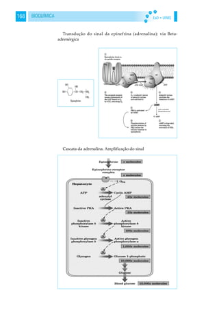 EaD • UFMS168 BIOQUÍMICA
Transdução do sinal da epinefrina (adrenalina): via Beta-
adrenérgica
Cascata da adrenalina. Amplificação do sinal
 