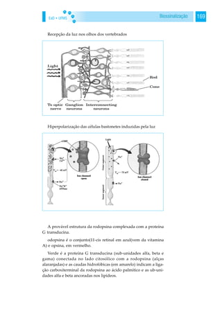 EaD • UFMS 169Biossinalização
Recepção da luz nos olhos dos vertebrados
Hiperpolarização das células bastonetes induzidas pela luz
A provável estrutura da rodopsina complexada com a proteína
G transducina.
odopsina é o conjunto(11-cis retinal em azul(vem da vitamina
A) e opsina, em vermelho.
Verde é a proteína G transducina (sub-unidades alfa, beta e
gama) conectada no lado citosólico com a rodopsina (alças
alaranjadas) e as caudas hidrofóbicas (em amarelo) indicam a liga-
ção carboxiterminal da rodopsina ao ácido palmítico e as ub-uni-
dades alfa e beta ancoradas nos lipídeos.
 