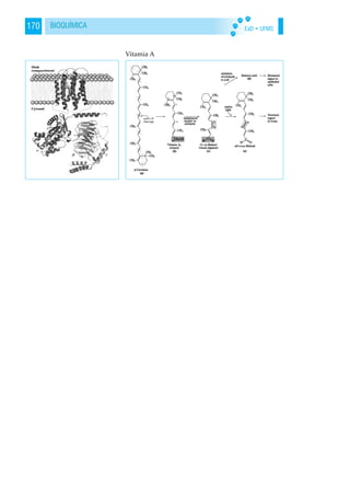 EaD • UFMS170 BIOQUÍMICA
Vitamia A
 