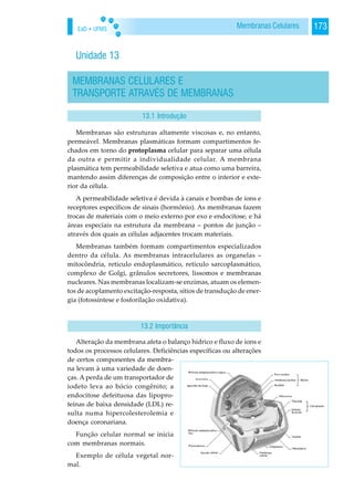 EaD • UFMS 173Membranas Celulares
Unidade 13
MEMBRANAS CELULARES E
TRANSPORTE ATRAVÉS DE MEMBRANAS
13.1 Introdução
Membranas são estruturas altamente viscosas e, no entanto,
permeável. Membranas plasmáticas formam compartimentos fe-
chados em torno do protoplasma celular para separar uma célula
da outra e permitir a individualidade celular. A membrana
plasmática tem permeabilidade seletiva e atua como uma barreira,
mantendo assim diferenças de composição entre o interior e exte-
rior da célula.
A permeabilidade seletiva é devida à canais e bombas de íons e
receptores específicos de sinais (hormônio). As membranas fazem
trocas de materiais com o meio externo por exo e endocitose, e há
áreas especiais na estrutura da membrana – pontos de junção –
através dos quais as células adjacentes trocam materiais.
Membranas também formam compartimentos especializados
dentro da célula. As membranas intracelulares as organelas –
mitocôndria, retículo endoplasmático, retículo sarcoplasmático,
complexo de Golgi, grânulos secretores, lissomos e membranas
nucleares. Nas membranas localizam-se enzimas, atuam os elemen-
tos de acoplamento excitação-resposta, sítios de transdução de ener-
gia (fotossíntese e fosforilação oxidativa).
Alteração da membrana afeta o balanço hídrico e fluxo de íons e
todos os processos celulares. Deficiências específicas ou alterações
de certos componentes da membra-
na levam à uma variedade de doen-
ças. A perda de um transportador de
iodeto leva ao bócio congênito; a
endocitose defeituosa das lipopro-
teínas de baixa densidade (LDL) re-
sulta numa hipercolesterolemia e
doença coronariana.
Função celular normal se inicia
com membranas normais.
Exemplo de célula vegetal nor-
mal.
13.2 Importância
 