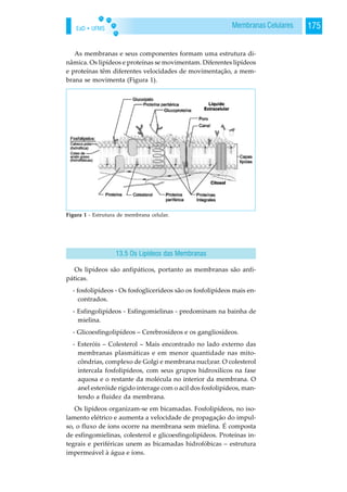 EaD • UFMS 175Membranas Celulares
As membranas e seus componentes formam uma estrutura di-
nâmica. Os lipídeos e proteínas se movimentam. Diferentes lipídeos
e proteínas têm diferentes velocidades de movimentação, a mem-
brana se movimenta (Figura 1).
Os lipídeos são anfipáticos, portanto as membranas são anfi-
páticas.
- fosfolipídeos - Os fosfoglicerídeos são os fosfolipídeos mais en-
contrados.
- Esfingolipídeos - Esfingomielinas - predominam na bainha de
mielina.
- Glicoesfingolipídeos – Cerebrosídeos e os gangliosídeos.
- Esteróis – Colesterol – Mais encontrado no lado externo das
membranas plasmáticas e em menor quantidade nas mito-
côndrias, complexo de Golgi e membrana nucl;ear. O colesterol
intercala fosfolipídeos, com seus grupos hidroxilicos na fase
aquosa e o restante da molécula no interior da membrana. O
anel esteróide rígido interage com o acil dos fosfolipídeos, man-
tendo a fluidez da membrana.
Os lipídeos organizam-se em bicamadas. Fosfolipídeos, no iso-
lamento elétrico e aumenta a velocidade de propagação do impul-
so, o fluxo de íons ocorre na membrana sem mielina. É composta
de esfingomielinas, colesterol e glicoesfingolipídeos. Proteínas in-
tegrais e periféricas unem as bicamadas hidrofóbicas – estrutura
impermeável à água e íons.
Figura 1 - Estrutura de membrana celular.
13.5 Os Lipídeos das Membranas
 