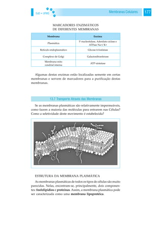 EaD • UFMS 177Membranas Celulares
MARCADORES ENZIMÁTICOS
DE DIFERENTES MEMBRANAS
Algumas destas enzimas estão localizadas semente em certas
membranas e servem de marcadores para a purificação destas
membranas.
Se as membranas plasmáticas são relativamente impermeáveis,
como fazem a maioria das moléculas para entrarem nas Células?
Como a seletividade deste movimento é estabelecida?
ESTRUTURA DA MEMBRANA PLASMÁTICA
As membranas plasmáticas de todos os tipos de células são muito
parecidas. Nelas, encontram-se, principalmente, dois componen-
tes: fosfolipídios e proteínas. Assim, a membrana plasmática pode
ser caracterizada como uma membrana lipoprotéica.
13.7 Transporte Através das Membranas
 