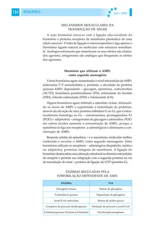 EaD • UFMS184 BIOQUÍMICA
MECANISMOS MOLECULARES DA
TRANSDUÇÃO DE SINAIS
A ação hormonal inicia-se com a ligação não-covalente do
hormônio a proteína receptora da membrana plasmática de uma
célula sensível. O sítio de ligação é estereoespecífico e liga apenas o
Hormônio ligante natural ou moléculas com estrutura semelhan-
te. Análogos estruturais que mimetizam os seus efeitos são chama-
dos agonista; antagonistas são análogos que bloqueiam os efeitos
dos agonistas.
Hormônio que utilizam o AMPc
como segundo mensageiro
Vários hormônios agem aumentando o nível intracelular deAMPc
(adenosina 3’-5’-monofosfato) e, portanto, a atividade da proteína
quinase-AMPc dependente – glucagon, epinefrina, corticotrofina
(ACTH), hormônios paratireoideano (PH), estimulante da tireóide
(TSH), folículo estimulante (FSH) e luteinizante (LH).
Alguns hormônios agem inibindo a adenilato ciclase, diminuin-
do os níveis de AMPc e suprimindo a fosforilação de proteínas,
através da ativação de uma proteína inibidora G ou Gi, que é estru-
turalmente homóloga ao Gs – somatostatina, prostaglandina E1
(PGE1) – adipócitos) – antagonistas do glucagon e adrenalina. PGE1
em outros tecidos aumenta a concentração de AMPc, porque a
epinefrina se liga aos receptores a-adrenérgicos e diminuem a con-
centração de AMPc.
Resposta celular da epinefrina – é o mecanismo molecular melhor
conhecido e envolve o AMPc como segundo mensageiro. Estes
hormônios utilizam os receptores - adrenérgicos (hepatócito, miótico
ou adipócito), proteínas integrais da membrana. A ligação do
hormôniodesencadeiaumaalteraçãoestruturalnodomíniointracelular
do receptor e permite sua integração com a segunda proteína na via
da transdução do sinal – proteína de ligação do GTP (proteína G).
ENZIMAS REGULADAS PELA
FOSFORILAÇÃO DEPENDENTE DE AMPc
 