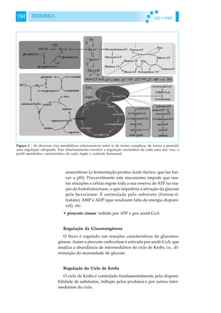 EaD • UFMS194 BIOQUÍMICA
anaerobiose (o fermentação produz ácido láctico, que faz bai-
xar o pH). Provavelmente este mecanismo impede que nes-
tas situações a célula esgote toda a sua reserva de ATP na rea-
ção da fosfofrutocinase, o que impediria a ativação da glucose
pela hexocinase. É estimulada pelo substrato (frutose-6-
fosfato), AMP e ADP (que sinalizam falta de energia disponí-
vel), etc.
• piruvato cinase: inibida por ATP e por acetil-CoA
Regulação da Gluconeogênese
O fluxo é regulado nas reacções características da gluconeo-
génese. Assim a piruvato carboxilase é activada por acetil-CoA, que
sinaliza a abundância de intermediários do ciclo de Krebs, i.e., di-
minuição da necessidade de glucose.
Regulação do Ciclo de Krebs
O ciclo de Krebs é controlado fundamentalmente pela disponi-
bilidade de substratos, inibição pelos produtos e por outros inter-
mediários do ciclo.
Figura 1 - As diversas vias metabólicas relacionam-se entre si de forma complexa, de forma a permitir
uma regulação adequada. Este relacionamento envolve a regulação enzimática de cada uma das vias, o
perfil metabólico característico de cada órgão e controle hormonal.
 