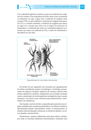 EaD • UFMS 205Tópicos em Bioquímica Aplicados a Biologia
E no carboidrato (glicose) verificou-se que nas moléculas de oxigê-
nio era o mesmo. Essa experiência foi feita várias vezes, invertendo
as moléculas, ou seja, a água com a molécula de oxigênio mais
comum (16
O) e no gás carbônico a molécula de oxigênio mais pesa-
da (18
O ) e o mesmo resultado, a molécula de oxigênio que estava
na água era a mesma que estava no ar depois do processo de
fotossíntese e a molécula que estava no carboidrato (glicose) era a
mesma que estava na molécula de CO2
e assim foi confirmada a
descoberta de Van Niel.
Os tecidos de um organismo são formados por agrupamentos
de células semelhantes quanto à morfologia e a fisiologia, necessi-
tando em algumas situações orgânicas de extrema conexão entre
células adjacentes (vizinhas), assegurando, por exemplo: proteção
contra a penetração de microorganismos patogênicos (que causam
doenças), e em outros casos, estruturas que proporcionam o inter-
câmbio de substâncias.
Tais funções ocorrem devido a especializações presentes nas re-
giões mediadas pela membrana plasmática e envoltórios celulares,
denominadas junções intercelulares, sendo: os desmossomos, as
zônulas oclusivas (junções oclusivas), as zônula de adesão, e os ne-
xos (junções comunicantes).
Desmossomo →ponte estabelecida entre duas células vizinhas,
por onde se conectam filamentos intermediários, formando uma
Esquematização de uma junção desmossomal.
 