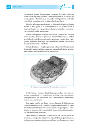 EaD • UFMS206 BIOQUÍMICA
estrutura de grande força tensora, composta de várias proteínas
intracelular (placoglobina e desmoplaquina) e extracelular
(desmogleina e desmocolina), existentes principalmente no tecido
epitelial de revestimento (a pele) e músculo cardíaco.
Zônulas oclusivas →união entre as células (do intestino), impe-
dindo a passagem e o armazenamento de substâncias e
macromoléculas nos espaços intercelulares, vedando a comunica-
ção entre dois meios (cavidades).
Nexos →são pontos comunicantes entre a membrana de uma
célula e outra, através de proteínas transmembranares de ambas
as células, formando poros (canais), por onde passam íons e pe-
quenas moléculas. Esse tipo é encontrado em tecidos embrionári-
os, células cardíacas e hepáticas.
Zônula de adesão →regiões que unem células vizinhas por meio
de substâncias intercelulares adesivas, causando aderência sem que
haja contato entre as membranas plasmáticas.
O citoplasma é o espaço da célula compreendido entre a mem-
brana plasmática e a membrana nuclear nos eucariotos,
correspondendo nos procariotos toda a totalidade do conteúdo li-
mitado pela membrana.
Esta região contém um fluido viscoso chamado de hialoplasma,
também denominado de citosol ou citoplasma fundamental, cons-
tituído basicamente por íons dissolvidos em solução aquosa e subs-
tâncias de fundamental necessidade à síntese de moléculas orgâni-
cas (carboidratos e proteínas).
Dessa forma, o citoplasma é considerado um colóide, onde es-
tão imersas as organelas celulares: as mitocôndrias, os peroxissomos,
os lisossomos, os cloroplastos, os vacúolos, os ribossomos, o com-
O citoplasma e as organelas de uma célula eucarionte.
 