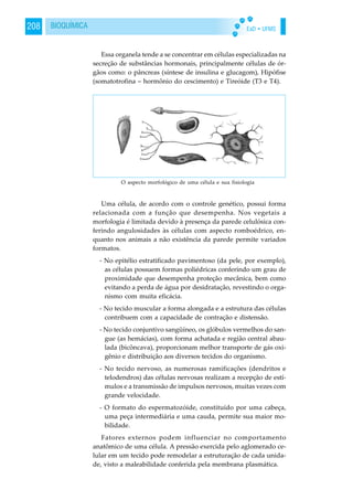 EaD • UFMS208 BIOQUÍMICA
Essa organela tende a se concentrar em células especializadas na
secreção de substâncias hormonais, principalmente células de ór-
gãos como: o pâncreas (síntese de insulina e glucagom), Hipófise
(somatotrofina – hormônio do cescimento) e Tireóide (T3 e T4).
Uma célula, de acordo com o controle genético, possui forma
relacionada com a função que desempenha. Nos vegetais a
morfologia é limitada devido à presença da parede celulósica con-
ferindo angulosidades às células com aspecto romboédrico, en-
quanto nos animais a não existência da parede permite variados
formatos.
- No epitélio estratificado pavimentoso (da pele, por exemplo),
as células possuem formas poliédricas conferindo um grau de
proximidade que desempenha proteção mecânica, bem como
evitando a perda de água por desidratação, revestindo o orga-
nismo com muita eficácia.
- No tecido muscular a forma alongada e a estrutura das células
contribuem com a capacidade de contração e distensão.
- No tecido conjuntivo sangüíneo, os glóbulos vermelhos do san-
gue (as hemácias), com forma achatada e região central abau-
lada (bicôncava), proporcionam melhor transporte de gás oxi-
gênio e distribuição aos diversos tecidos do organismo.
- No tecido nervoso, as numerosas ramificações (dendritos e
telodendros) das células nervosas realizam a recepção de estí-
mulos e a transmissão de impulsos nervosos, muitas vezes com
grande velocidade.
- O formato do espermatozóide, constituído por uma cabeça,
uma peça intermediária e uma cauda, permite sua maior mo-
bilidade.
Fatores externos podem influenciar no comportamento
anatômico de uma célula. A pressão exercida pelo aglomerado ce-
lular em um tecido pode remodelar a estruturação de cada unida-
de, visto a maleabilidade conferida pela membrana plasmática.
O aspecto morfológico de uma célula e sua fisiologia
 
