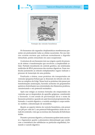 EaD • UFMS 209Tópicos em Bioquímica Aplicados a Biologia
Os lisossomos são organelas citoplasmáticas membranosas pre-
sentes em praticamente todas as células eucariontes. Em seu inte-
rior existem enzimas que realizam normalmente a digestão
intracelular, porém extracelular em casos excepcionais.
A estrutura de um lisossomo tem sua origem a partir do proces-
so de síntese e transformações que envolvem a complexidade ce-
lular. Partindo inicialmente do controle genético, são sintetizadas
moléculas de RNA precursoras das enzimas digestivas. Essas mo-
léculas juntamente ao retículo endoplasmático rugoso realizam o
processo de transcrição de uma proteína.
Finalizada a síntese, essas proteínas são transportadas em
vesículas (pequenas bolsas) que se dissociam do retículo com des-
tino ao complexo de Golgi. Nesse local as proteínas irão passar por
transformações (maturação), havendo acréscimo de grupamentos
químicos (fosforilação) nas extremidades dos filamentos protéicos,
caracterizando o seu potencial enzimático.
Após esse estágio as enzimas formadas são empacotadas em
vesículas que se desprendem do aparelho golgiense, constituindo
o lisossomo. A este estado de pré-formação dá-se o nome de
lisossomo primário e quando em ação funcional propriamente dita,
formado: o vacúolo digestivo, o vacúolo autofágico e corpo residu-
al, recebem a denominação de secundário.
Quanto ao aspecto interno da vesícula lisossômica, esta possui
um pH por volta de 5, um potencial hidrogeniônico ácido em vir-
tude do conteúdo, visto que as enzimas são chamadas de hidrolases
ácidas.
Durante o processo digestivo, os lisossomos podem tanto asociar-
se a fogossomos quanto a pinossomos (denominação que condiz
com a consistência das substâncias ou partículas engolfadas), for-
mando o vacúolo digestivo.
Formação das vesículas lisossômicas
 