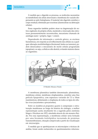 EaD • UFMS210 BIOQUÍMICA
À medida que a digestão se processa, as moléculas necessárias
ao metabolismo da célula atravessam a membrana do vacúolo dis-
persando-se pelo hialoplasma. O material não digerido constitui o
corpo residual, eliminado por exocitose (clasmocitose ou defecação
celular).
Essas organelas também podem atuar na degeneração de ou-
tros orgânulos da própria célula, mantendo a renovação das estru-
turas permanentemente reconstruidas, mecanismo chamado de
autofagia (auto = próprio, fagia = comer).
Dependendo da informação e controle gênico, as enzimas
lisossômicas, em resposta ao envelhecimento das células ou a qual-
quer alteração morfofisiológica (hormonal, lesões ou tumores), po-
dem desencadear o mecanismo de morte celular programada
(apoptose), ou seja, a célula se alto destrói, evitando maiores danos
ao organismo.
A membrana plasmática também denominada: plasmalema,
membrana celular, membrana citoplasmática, constitui uma fina
película lipoprotéica, com espessura variando de 7,5 a 10nm
(nanômetros), delimitando o citoplasma de todos os tipos de célu-
las vivas (eucariontes e procariontes).
Entre os modelos já propostos quanto à composição e estru-
turação membranar ao longo da história da citologia, a melhor
representação aceita atualmente foi a sugerida pelos cientistas
Singer e Nicolson em 1972, simulada através de um mosaico flui-
do. Por essa representação, a membrana celular seria formada
por uma bicamada fosfolipídica incrustada de proteínas
transmembranares, situação comprovada a partir da visualização
em microscópio.
À medida que se aperfeiçoavam os microscópios e técnicas de
análise, foram sendo esclarecidos os questionamentos relaciona-
O Modelo Mosaico Fluido
 