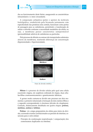 EaD • UFMS 211Tópicos em Bioquímica Aplicados a Biologia
dos ao funcionamento deste limiar, assegurando as características
intracelulares e o meio circundante.
A composição anfipática (polar e apolar) da molécula
fosfolipídica, estabelecida pela bicamada juntamente com
especificidade das proteínas nela contida, funcionam como portas
de passagem para as substâncias, permitindo a translocação de
soluto e solvente conforme a necessidade metabólica da célula, ou
seja, a membrana possui característica semipermeável
(permeabilidade seletiva) de substâncias ou partículas.
Pelo processo de difusão ou osmose são transportados substratos
através da membrana, mantendo diferenças de concentração
(hipotonicidade e hipertonicidade).
Mitose é o processo de divisão celular pelo qual uma célula
eucarionte origina, em seqüência ordenada de etapas, duas célu-
las-filhas cromossomicamente e geneticamente idênticas.
A grosso modo costuma-se dividir este processo em dois mo-
mentos: o primeiro relacionado à formação de dois núcleos filhos e
o segundo correspondendo à citocinese (divisão do citoplasma).
Contudo, didaticamente detalhada em quatro etapas: prófase,
metáfase, anáfase e telófase.
Prófase →é a etapa preparatória da célula para início da divi-
são, ocorrendo eventos correlacionados ao período de interfase, es-
senciais para o ciclo celular:
- Princípio da condensação (espiralização / compactação) dos
cromossomos duplicados na interfase;
Fases da divisão mitótica
 