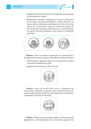 EaD • UFMS212 BIOQUÍMICA
- Desaparecimento do nucléolo em conseqüência da paralisação
do mecanismo de síntese;
- Duplicação do centríolo e migração desses para os pólos opos-
tos da célula, formando microtúbulos, as fibras do fuso e do
haster, ambas constituídas de tubulinas alfa e beta. As do fuso
unir-se-ão ao cinetócoro, região do centrômero (ponto de
intersecção entre os braços cromossômicos), e as do haster dan-
do suporte (fixação) juntamente à face interna da membrana
plasmática.
Metáfase →Fase de máxima condensação dos cromossomos e
desfragmentação total da carioteca (membrana nuclear), havendo:
- Deslocamento e disposição linear dos cromossomos na placa
equatorial (metafásica) da célula.
- ligação dos centrômeros às fibras do fuso.
Anáfase →Fase da divisão onde ocorre a separação dos
cromossomos duplicados, migrando cada cromátide irmã em di-
reção aos pólos opostos, devido ao encurtamento dos microtúbulos,
conseqüente à retirada de tubulinas.
Telófase →Última etapa da divisão mitótica, caracterizada pelo
agrupamento e descompactação dos cromossomos (genoma) em
 