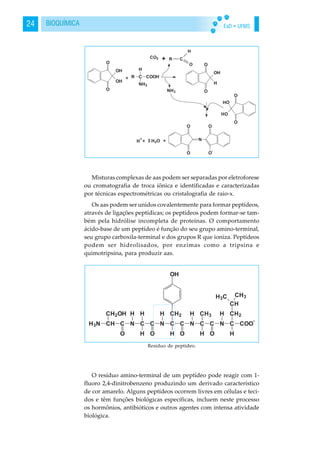 EaD • UFMS24 BIOQUÍMICA
Misturas complexas de aas podem ser separadas por eletroforese
ou cromatografia de troca iônica e identificadas e caracterizadas
por técnicas espectrométricas ou cristalografia de raio-x.
Os aas podem ser unidos covalentemente para formar peptídeos,
através de ligações peptídicas; os peptídeos podem formar-se tam-
bém pela hidrólise incompleta de proteínas. O comportamento
ácido-base de um peptídeo é função do seu grupo amino-terminal,
seu grupo carboxila-terminal e dos grupos R que ioniza. Peptídeos
podem ser hidrolisados, por enzimas como a tripsina e
quimotripsina, para produzir aas.
O resíduo amino-terminal de um peptídeo pode reagir com 1-
fluoro 2,4-dinitrobenzeno produzindo um derivado característico
de cor amarelo. Alguns peptídeos ocorrem livres em células e teci-
dos e têm funções biológicas específicas, incluem neste processo
os hormônios, antibióticos e outros agentes com intensa atividade
biológica.
Resíduo de peptídeo.
 