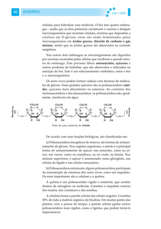 EaD • UFMS40 BIOQUÍMICA
celulase para hidrolisar essa molécula. O boi tem quatro estôma-
gos - sendo que os dois primeiros constituem o rumem e abrigam
microorganismos que secretam celulase, enzimas que degradam a
celulose em D-glicose; estas são então fermentadas pelos
microorganismos em ácidos graxos, dióxido de carbono e gás
metano, sendo que os ácidos graxos são absorvidos na corrente
sangüínea.
Nos outros dois estômagos os microorganismos são digeridos
por enzimas secretadas pelas células que recobrem a parede inter-
na do estômago. Este processo libera aminoácidos, açúcares e
outros produtos de hidrólise, que são absorvidos e utilizados na
nutrição do boi. Este é um relacionamento simbiótico, entre o boi
e o microorganismo.
Os seres vivos podem formar cadeias com dezenas de molécu-
las de glicose. Esses grandes açúcares são os polissacarídeos (ami-
do), açúcares mais abundantes na natureza. Ao contrário dos
monossacarídeos e dos dissacarídeos, os polissacarídeos são, geral-
mente, insolúveis em água.
De acordo com suas funções biológicas, são classificadas em:
a) Polissacarídeos energéticos de reserva: são formas de armaze-
namento de glicose. Nos vegetais superiores, o amido é a principal
forma de armazenamento de açúcar: nas sementes, como no ar-
roz; nas raízes, como na mandioca; ou no caule, na batata. Nos
animais superiores, o açúcar é armazenado como glicogênio, nas
células do fígado e nas células musculares.
b) Polissacarídeos estruturais: alguns polissacarídeos participam
da manutenção da estrutura dos seres vivos, como um esqueleto.
Os mais importantes são a celulose e a quitina.
A quitina é um polissacarídeo rígido e resistente, que contém
átomos de nitrogênio na molécula. Constitui o esqueleto externo
dos insetos, dos crustáceos e das aranhas.
A celulose forma a parede celular das células vegetais. Constitui
50% de toda a matéria orgânica da biosfera. Em muitas partes das
plantas, com o passar do tempo, a parede celular ganha outros
polissacarídeos mais rígidos, como a lignina, que podem torná-la
impermeável.
Parte de uma molécula de Amido
 
