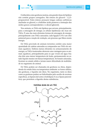 EaD • UFMS 55Química de Lipídeos
Conhecidos como gorduras neutras, esta grande classe de lipídeos
não contém grupos carregados. São ésteres do glicerol - 1,2,3-
propanotriol. Estes ésteres possuem longas cadeias carbônicas
atachadas ao glicerol, e a hidrólise ácida promove a formação dos
ácidos graxos correspondentes e o álcool (glicerol).
Nos animais, os TAGs são lipídeos que servem, principalmente,
para a estocagem de energia; as células lipidinosas são ricas em
TAGs. É uma das mais eficientes formas de estocagem de energia,
principalmente com TAGs saturados; cada ligação C-H é um sítio
potencial para a reação de oxidação, um processo que libera muita
energia.
Os TAGs provindo de animais terrestres contém uma maior
quantidade de cadeias saturadas se comparados aos TAGs de ani-
mais aquáticos. Embora menos eficientes no armazenamento de
energia, as TAGs insaturadas oferecem uma vantagem para os ani-
mais aquáticos, principalmente para os que vivem em água fria:
elas têm uma menor temperatura de fusão, permanecendo no es-
tado líquido mesmo em baixas temperaturas. Se fossem saturadas,
ficariam no estado sólido e teriam maior dificuldade de mobilida-
de no organismo do animal.
Os TAGs podem ser chamados de gorduras ou óleos, depen-
dendo do estado físico na temperatura ambiente: se forem sólidos,
são gorduras, e líquidos são óleos. No organismo, tanto os óleos
como as gorduras podem ser hidrolisados pelo auxílio de enzimas
específicas, as lipases (tal como a fosfolipase A ou a lipase pancreá-
tica), que permitem a digestão destas substâncias.
 