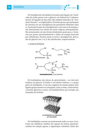 EaD • UFMS56 BIOQUÍMICA
Os triacilgliceróis são lipídeos formados pela ligação de 3 molé-
culas de ácidos graxos com o glicerol, um triálcool de 3 carbonos,
através de ligações do tipo éster. São também chamados de “Gor-
duras Neutras”, ou triglicerídeos. Os ácidos graxos que participam
da estrutura de um triacilglicerol são geralmente diferentes entre
si. A principal função dos triacilgliceróis é a de reserva de energia, e
são armazenados nas células do tecido adiposo, principalmente.
São armazenados em uma forma desidratada quase pura, e forne-
cem por grama aproximadamente o dobro da energia fornecida
por carboidratos. Existem ainda os mono e diacilgliceróis, deriva-
dos do glicerol com 1 ou 2 AG esterificados, respectivamente.
• FOSFOLIPÍDEOS
Os fosfolípideos são ésteres do glicerofosfato - um derivado
fosfórico do glicerol. O fosfato é um diéster fosfórico, e o grupo
polar do fosfolipídio. A um dos oxigênios do fostato podem estar
ligados grupos neutros ou carregados, como a colina, a etanoamina,
o inositol, glicerol ou outros. As fostatidilcolinas, por exemplo, são
chamadas de lecitinas.
Os fosfolipídios ocorrem em praticamente todos os seres vivos.
Como são anfifílicos, também são capazes de formar pseudomi-
crofases em solução aquosa; a organização, entretanto, difere das
 