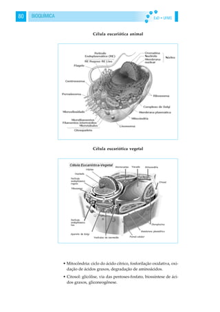 EaD • UFMS80 BIOQUÍMICA
Célula eucariótica animal
Célula eucariótica vegetal
• Mitocôndria: ciclo do ácido cítrico, fosforilação oxidativa, oxi-
dação de ácidos graxos, degradação de aminoácidos.
• Citosol: glicólise, via das pentoses-fosfato, biossíntese de áci-
dos graxos, gliconeogênese.
 