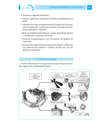 EaD • UFMS 81Introdução ao Metabolismo e Bioenergética
• Lisossomo: digestão enzimática.
• Núcleo: replicação e transcrição de DNA, processamento do
RNA.
• Aparelho de Golgi: processamento pós-traducional de proteí-
nas de membranas e proteínas secretoras, formação da mem-
brana plasmática e vesículas.
• Reticulo Endoplasmático Rugoso: síntese de proteínas ligadas
a membranas e proteínas secretoras.
• Reticulo Endoplasmático Liso: biossíntese de lipídeos de
esteróides.
• Peroxissomos (glioxissomos): reações de oxidação, catalisadas
por aminoácido-oxidases e catalase, reações do ciclo do
glioxilato nas plantas.
Existem diferentes níveis organizacionais que formam uma cé-
lula, alguns estão representados abaixo.
7.1.2 Estruturas Biológicas
 