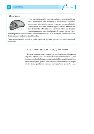 EaD • UFMS86 BIOQUÍMICA
6CO2
+12H2
O + ENERGIA →C6
H12
O6
+6O2
+ 6H2
O
Torna-se evidente que a bioenergia tem fundamental importân-
cia para a estabilidade e funcionalidade dos sistemas vivos. Assim
o estudo aprofundado da mesma através da bioenergética, demons-
tra quanto se pode ganhar com o maior conhecimento das propri-
edades físicas que fazem com que a energia “movimente” a vida.
- Cloroplastos:
Têm formato discóide, e se assemelham a uma lente bicon-
vexa. Apresentam duas membranas envolventes e inúmeras
membranas internas, formando pequenas bolsas achatadas
chamadas de tilacóides. Estes se organizam uns sobre os ou-
tros, formando estruturas que lembram pilhas de moedas,
chamadas granum (no plural grana). O espaço interno é pre-
enchido por um liquido viscoso, denominado estroma, e as moléculas de clorofila ficam
dispostas nas membranas dos tilacóides.
Produzem moléculas orgânicas (principalmente glicose), que servem como combustí-
vel celular
 