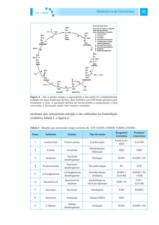 EaD • UFMS 95Metabolismo de Carboidratos
enzimas) que armazenam energia e são utilizadas na fosforilação
oxidativa, tabela 1 e figura 4.
Figura 4 - Até a quinta reação, o equivalente a um acetil foi completamente
oxidado em duas moléculas de CO2
, dois NADH e um GTP foram gerados para
completar o ciclo, o succinato deverá ser reconvertido a oxaloacetato e essa
conversão é alcançada pelas três reações restantes.
Tabela 1 - Reações que armazenão enegia na forma de GTP, NADH e FADH2. NADH e FADH2.
 