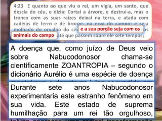 4:23 E quanto ao que viu o rei, um vigia, um santo, que
descia do céu, e dizia: Cortai a árvore, e destruí-a, mas o
tronco com as suas raízes deixai na terra, e atada com
cadeias de ferro e de bronze, na erva do campo; e seja
molhado do orvalho do céu, e a sua porção seja com os
animais do campo, até que passem sobre ele sete tempos;
e a sua porção seja com os
A doença que, como juízo de Deus veio
sobre Nabucodonosor chama-se
cientificamente ZOANTROPIA – segundo o
dicionário Aurélio é uma espécie de doença
mental que o doente se julga convertido em
algum animal.
animais do campo
Durante sete anos Nabucodonosor
experimentaria este estranho fenômeno em
sua vida. Este estado de suprema
humilhação para um rei tão orgulhoso,
 