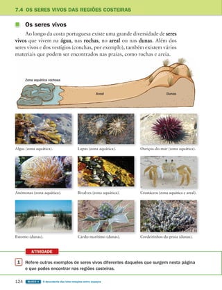 1 Refere outros exemplos de seres vivos diferentes daqueles que surgem nesta página
e que podes encontrar nas regiões costeiras.
ATIVIDADE
124 BLOCO 4 À descoberta das inter-relações entre espaços
Zona aquática rochosa
Areal Dunas
7.4 OS SERES VIVOS DAS REGIÕES COSTEIRAS
Os seres vivos
Ao longo da costa portuguesa existe uma grande diversidade de seres
vivos que vivem na água, nas rochas, no areal ou nas dunas. Além dos
seres vivos e dos vestígios (conchas, por exemplo), também existem vários
materiais que podem ser encontrados nas praias, como rochas e areia.
Algas (zona aquática). Lapas (zona aquática). Ouriços-do-mar (zona aquática).
Bivalves (zona aquática).
Anémonas (zona aquática).
Estorno (dunas).
Crustáceos (zona aquática e areal).
Cardo-marítimo (dunas). Cordeirinhos-da-praia (dunas).
363929 116-131 U7.indd 124 18/03/13 17:21
 