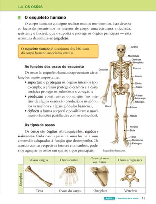13
BLOCO 1 À descoberta de si mesmo
O esqueleto humano
O corpo humano consegue realizar muitos movimentos. Isto deve-se
ao facto de possuirmos no interior do corpo uma estrutura articulada,
resistente e flexível, que o suporta e protege os órgãos principais — esta
estrutura denomina-se esqueleto.
As funções dos ossos do esqueleto
Os ossos do esqueleto humano apresentam várias
funções muito importantes:
• suportam e protegem os órgãos internos (por
exemplo, o crânio protege o cérebro e a caixa
torácica protege os pulmões e o coração);
• produzem constituintes do sangue (no inte-
rior de alguns ossos são produzidos os glóbu-
los vermelhos e alguns glóbulos brancos);
• definem a forma corporal e possibilitam o movi-
mento (funções partilhadas com os músculos).
Os tipos de ossos
Os ossos são órgãos esbranquiçados, rígidos e
resistentes. Cada osso apresenta uma forma e uma
dimensão adequadas à função que desempenha. De
acordo com as respetivas formas e tamanhos, pode-
mos agrupar os ossos em quatro tipos principais:
1.1 OS OSSOS
Esqueleto humano.
O esqueleto humano é o conjunto dos 206 ossos
do corpo humano associados entre si.
Crânio
Clavícula
Omoplata
Mandíbula
Costelas
Esterno
Úmero
Cúbito
Rádio
Ilíaco Fémur
Rótula
Perónio
Tíbia
Carpo
Metacarpo
Falanges
Falanges
Metatarso
Tarso
Ossos longos Ossos curtos
Ossos planos
ou chatos
Ossos irregulares
Exemplos
Tíbia Ossos do carpo Omoplata Vértebras
363929 012-025 U1.indd 13 18/03/13 16:56
 
