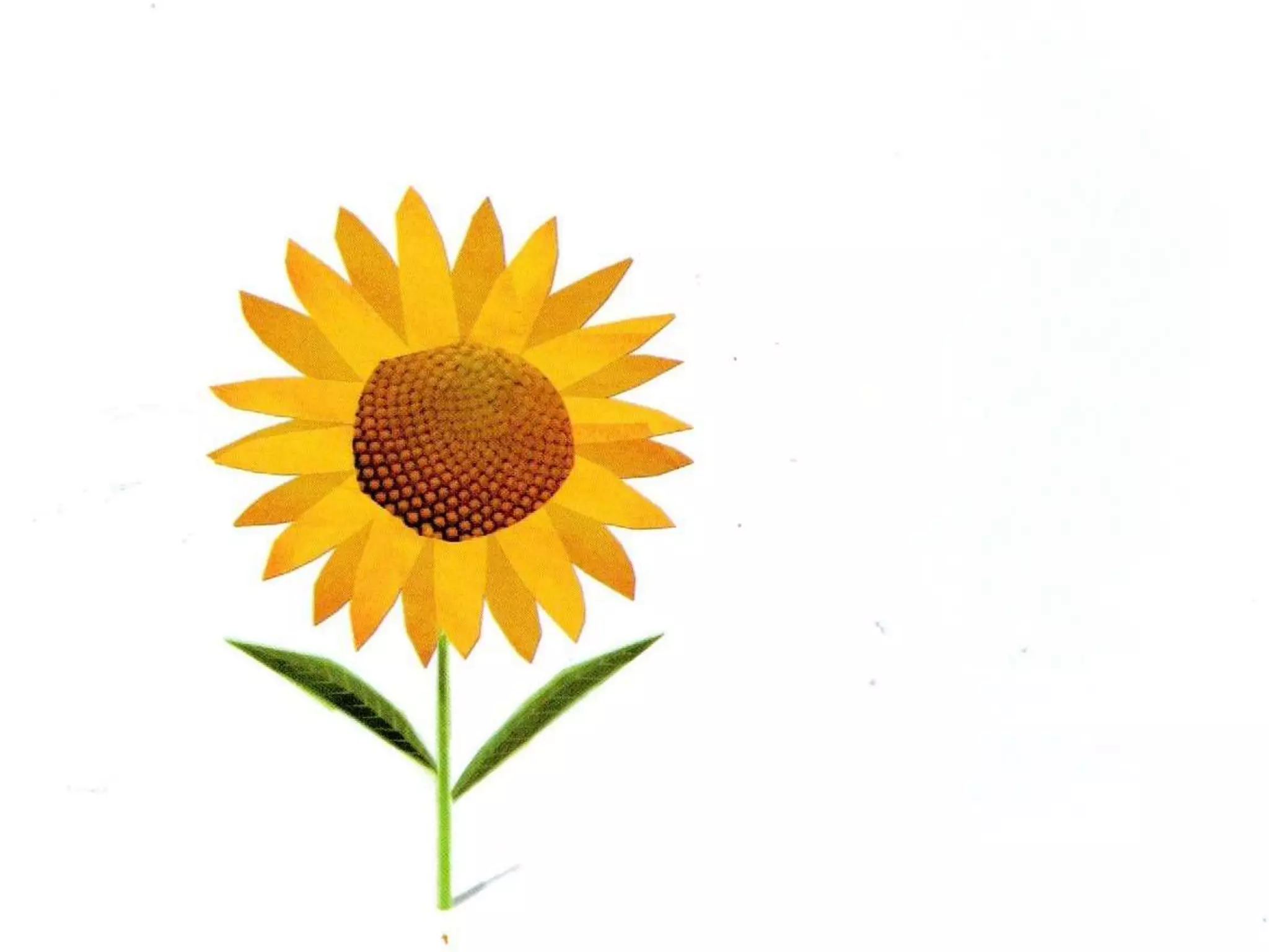 Livro dos numero bichos e flores de Cleo Busatto