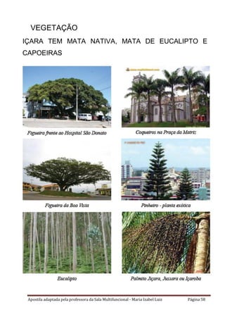 Apostila adaptada pela professora da Sala Multifuncional - Maria Izabel Luiz Página 58
VEGETAÇÃO
IÇARA TEM MATA NATIVA, MATA DE EUCALIPTO E
CAPOEIRAS
 