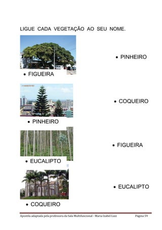 Apostila adaptada pela professora da Sala Multifuncional - Maria Izabel Luiz Página 59
LIGUE CADA VEGETAÇÃO AO SEU NOME.
 EUCALIPTO
 FIGUEIRA
 EUCALIPTO
 FIGUEIRA
 PINHEIRO
 COQUEIRO
 PINHEIRO
 COQUEIRO
 