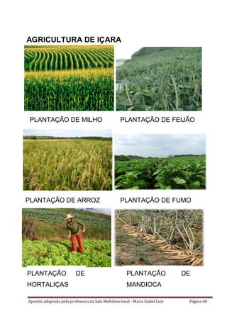 Apostila adaptada pela professora da Sala Multifuncional - Maria Izabel Luiz Página 68
AGRICULTURA DE IÇARA
PLANTAÇÃO DE FEIJÃO
PLANTAÇÃO DE FUMOPLANTAÇÃO DE ARROZ
PLANTAÇÃO DE MILHO
PLANTAÇÃO DE
MANDIOCA
PLANTAÇÃO DE
HORTALIÇAS
 