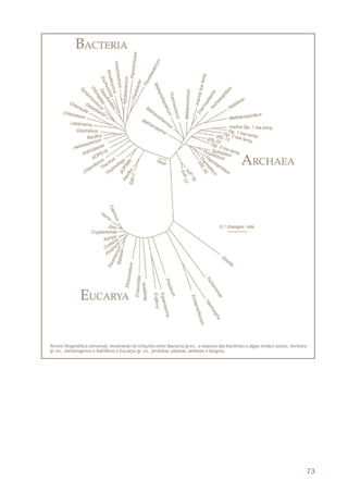 73
Árvore filogenética universal, mostrando as relações entre Bacteria (p.ex., a maioria das bactérias e algas verdes-azuis), Archaea
(p. ex., metanógenos e halófilos) e Eucarya (p. ex., protistas, plantas, animais e fungos).
 