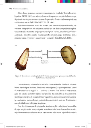 EXPERIMENTANDO CIÊNCIA116 |
Além disso, surge nas angiospermas uma nova condição ‘de óvulos enve-
lopados’ (NEPI, 2009), ou seja, óvulos envoltos por um carpelo fechado, o que
significou um importante mecanismo de proteção, favorecendo a ocupação do
ambiente terrestre (WILLIS e MCELWAIN, 2002).
Representantes vivos atuais das plantas com sementes (espermatófitas) en-
contram-se agrupados em cinco filos, sendo que um deles compreende as plan-
tas com flores, chamadas angiospermas (angeion = urna, envoltório; sperma =
semente) e os outros quatro foram reunidos em um grupo conhecido como
gimnospermas (gymnos = nu ; sperma = semente) (RAVEN et al., 2001).
Figura 2 Sementes em corte longitudinal: (A) Família Araucariaceae (gimnosperma); (B) Família
Euphorbiaceae (angiosperma).
Uma semente é um óvulo fecundado e desenvolvido, contendo um em-
brião, envolto por material de reserva (endosperma) e por tegumento, como
se pode observar na Figura 2. Embora as plantas com flores só tenham sur-
gido no cenário evolutivo após o surgimento das sementes e do desenvolvi-
mento de uma série de características vegetativas, elas dominaram rapidamen-
te a paisagem, formando um conjunto impressionante por sua diversidade e
complexidade morfológica e funcional.
Essa alta diversidade de plantas foi fundamental à evolução da humanida-
de, que surgiu muito tempo depois, mas obteve aí a base da sua alimentação,
seja diretamente através dos frutos e raízes que coletavam, seja indiretamente
experimentando ciencia - prova9.indd 116experimentando ciencia - prova9.indd 116 19/07/2011 12:40:4919/07/2011 12:40:49
 
