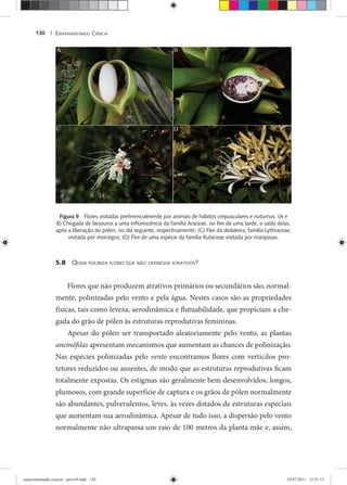 EXPERIMENTANDO CIÊNCIA130 |
Figura 9 Flores visitadas preferencialmente por animais de hábitos crepusculares e noturnos: (A e
B) Chegada de besouros a uma inﬂorescência da família Araceae, no ﬁm de uma tarde, e saída delas,
após a liberação do pólen, no dia seguinte, respectivamente; (C) Flor da dedaleira, família Lythraceae,
visitada por morcegos; (D) Flor de uma espécie da família Rutaceae visitada por mariposas.
5.8 QUEM POLINIZA FLORES QUE NÃO OFERECEM ATRATIVOS?
Flores que não produzem atrativos primários ou secundários são, normal-
mente, polinizadas pelo vento e pela água. Nestes casos são as propriedades
físicas, tais como leveza, aerodinâmica e flutuabilidade, que propiciam a che-
gada do grão de pólen às estruturas reprodutivas femininas.
Apesar do pólen ser transportado aleatoriamente pelo vento, as plantas
anemófilas apresentam mecanismos que aumentam as chances de polinização.
Nas espécies polinizadas pelo vento encontramos flores com verticilos pro-
tetores reduzidos ou ausentes, de modo que as estruturas reprodutivas ficam
totalmente expostas. Os estigmas são geralmente bem desenvolvidos, longos,
plumosos, com grande superfície de captura e os grãos de pólen normalmente
são abundantes, pulverulentos, leves, às vezes dotados de estruturas especiais
que aumentam sua aerodinâmica. Apesar de tudo isso, a dispersão pelo vento
normalmente não ultrapassa um raio de 100 metros da planta mãe e, assim,
experimentando ciencia - prova9.indd 130experimentando ciencia - prova9.indd 130 19/07/2011 12:41:1519/07/2011 12:41:15
 