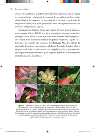 EXPERIMENTANDO CIÊNCIA132 |
quadas para contatar as estruturas reprodutivas no momento em que busca
os recursos florais, visitando, deste modo, de forma legítima as flores. Além
disso, o horário de visita deve corresponder aos horários de receptividade de
estigma e de liberação do pólen, permitindo assim o transporte do mesmo no
momento adequado para a planta.
Entretanto, há visitantes florais que coletam diversos tipos de recursos,
como o néctar (Figura 11C-F), sem tocar em nenhum momento as estrutu-
ras reprodutivas da flor. Outros visitantes, especialmente abelhas pequenas,
que coletam pólen ativamente sem tocar a superfície estigmática (Figura 11B).
Estes tipos de visitantes são chamados de pilhadores. Mas, dependendo da
disposição das anteras e do estigma, pode haver deposição de pólen sobre o
estigma, resultando, prioritariamente, em autopolinizações, já que essas abe-
lhas depositam essencialmente os grãos de pólen da mesma flor durante suas
manobras de coleta nas anteras.
Figura 11 Pilhadores de pólen: (A) Abelha com a perna repleta de grãos de pólen brancos
oriundos de uma única ﬂor de Bromeliacae; (B) Abelhas coletando pólen em ﬂor de pequi.
Pilhadores de néctar: (C) Abelha coletando néctar em orifício que fez em ﬂor de uma espécie da
família Malvaceae; (D) Abelha retirando néctar através de uma fenda produzida por seu aparato
bucal na base da corola de uma espécie da família Bignoniaceae; (E-F) Pássaro (Coereba ﬂaveolata)
e beija-ﬂor (Epetoneuma macroura) inserindo o bico entre o cálice e a corola da ﬂor de uma
espécie da família Mavaceae, para conseguir o néctar.
experimentando ciencia - prova9.indd 132experimentando ciencia - prova9.indd 132 19/07/2011 12:41:1819/07/2011 12:41:18
 
