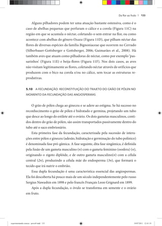 Da ﬂor ao fruto | 133
Alguns pilhadores podem ter uma atuação bastante ostensiva, como é o
caso de abelhas pequenas que perfuram o cálice e a corola (Figura 11C) na
região em que se acumula o néctar, coletando-o sem entrar na flor, ou como
acontece com abelhas do gênero Oxaea (Figura 11D), que pilham néctar das
flores de diversas espécies da família Bignoniaceae que ocorrem no Cerrado
(Silberbauer-Gottsberger e Gottsberger, 2006; Guimarães et al., 2008). Há
também aves que atuam como pilhadoras de néctar, como por exemplo ‘pas-
sarinhos’ (Figura 11E) e beija-flores (Figura 11F). Nos dois casos, as aves
não visitam legitimamente as flores, coletando néctar através de orifícios que
produzem com o bico na corola e/ou no cálice, sem tocar as estruturas re-
produtivas.
5.10 A FECUNDAÇÃO: RECONSTITUIÇÃO DO TRAJETO DO GRÃO DE PÓLEN NO
MOMENTO DA FECUNDAÇÃO DAS ANGIOSPERMAS
O grão de pólen chega ao gineceu e se adere ao estigma. Se há sucesso no
reconhecimento o grão de pólen é hidratado e germina, projetando um tubo
que desce ao longo do estilete até o ovário. Os dois gametas masculinos, conti-
dos dentro do grão de pólen, são assim transportados passivamente dentro do
tubo até o saco embrionário.
Esta primeira fase da fecundação, caracterizada pela sucessão de intera-
ções entre pólen e gineceu (adesão, hidratação e germinação do tubo polínico)
é denominada fase pró-gâmica. A fase seguinte, dita fase singâmica, é definida
pela fusão de um gameta masculino (n) com o gameta feminino (oosfera) (n),
originando o zigoto diplóide, e de outro gameta masculino(n) com a célula
central (2n), produzindo a célula mãe do endosperma (3n), que formará o
tecido que irá nutrir o embrião.
Essa dupla fecundação é uma característica essencial das angiospermas.
Ela foi descoberta há pouco mais de um século independentemente pelo russo
Sergius Nawashin em 1898 e pelo francês Français Leon Grignard em 1899.
Após a dupla fecundação, o óvulo se transforma em semente e o ovário
em fruto.
experimentando ciencia - prova9.indd 133experimentando ciencia - prova9.indd 133 19/07/2011 12:41:1919/07/2011 12:41:19
 