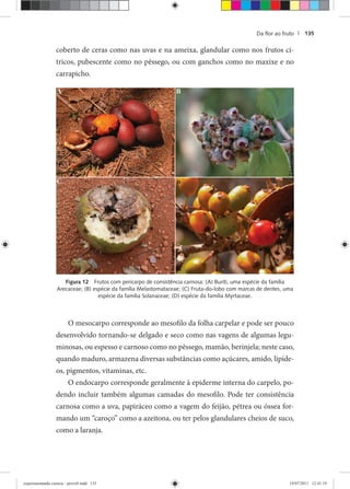 Da ﬂor ao fruto | 135
coberto de ceras como nas uvas e na ameixa, glandular como nos frutos cí-
tricos, pubescente como no pêssego, ou com ganchos como no maxixe e no
carrapicho.
Figura 12 Frutos com pericarpo de consistência carnosa: (A) Buriti, uma espécie da família
Arecaceae; (B) espécie da família Melastomataceae; (C) Fruta-do-lobo com marcas de dentes, uma
espécie da família Solanaceae; (D) espécie da família Myrtaceae.
O mesocarpo corresponde ao mesofilo da folha carpelar e pode ser pouco
desenvolvido tornando-se delgado e seco como nas vagens de algumas legu-
minosas, ou espesso e carnoso como no pêssego, mamão, berinjela; neste caso,
quando maduro, armazena diversas substâncias como açúcares, amido, lipíde-
os, pigmentos, vitaminas, etc.
O endocarpo corresponde geralmente à epiderme interna do carpelo, po-
dendo incluir também algumas camadas do mesofilo. Pode ter consistência
carnosa como a uva, papiráceo como a vagem do feijão, pétrea ou óssea for-
mando um “caroço” como a azeitona, ou ter pelos glandulares cheios de suco,
como a laranja.
experimentando ciencia - prova9.indd 135experimentando ciencia - prova9.indd 135 19/07/2011 12:41:1919/07/2011 12:41:19
 