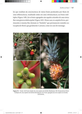 Da ﬂor ao fruto | 137
les que resultam da concrescência de vários frutos produzidos por flores de
uma inflorescência, resultando então em uma infrutescência, ou frutos múl-
tiplos (Figura 14B). Já os frutos agregados são aqueles oriundos de uma única
flor com gineceu dialicarpelar (Figura 14C). Nesse caso, os carpelos livres, per-
tencentes à mesma flor, formam os “frutíolos” que permanecem reunidos no
receptáculo floral, que geralmente é carnoso, como no caso do morango.
Figura 14 Frutos: (A) Fruto simples de uma espécie da família Myrtaceae; (B) Infrutescência (fruto
múltiplo) de uma espécie da família Bromeliacae; (C) Fruto agregado de uma espécie da família
Ochnaceae.
experimentando ciencia - prova9.indd 137experimentando ciencia - prova9.indd 137 19/07/2011 12:41:2319/07/2011 12:41:23
 