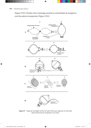 EXPERIMENTANDO CIÊNCIA156 |
(Figura 27b1). Prenda a boca da bexiga amarela na extremidade da mangueira
com fita adesiva transparente (Figura 27b2).
Figura 27 Etapas de montagem da ﬂor de ovário ínfero que originará um fruto pelo
desenvolvimento do receptáculo e do ovário.
experimentando ciencia - prova9.indd 156experimentando ciencia - prova9.indd 156 19/07/2011 12:41:3119/07/2011 12:41:31
 