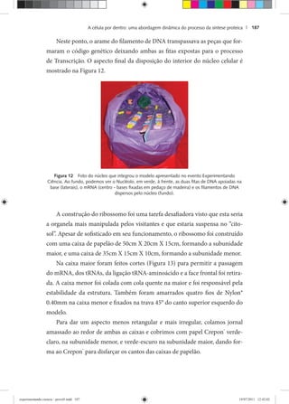 A célula por dentro: uma abordagem dinâmica do processo da síntese proteica | 187
Neste ponto, o arame do filamento de DNA transpassava as peças que for-
maram o código genético deixando ambas as fitas expostas para o processo
de Transcrição. O aspecto final da disposição do interior do núcleo celular é
mostrado na Figura 12.
Figura 12 Foto do núcleo que integrou o modelo apresentado no evento Experimentando
Ciência. Ao fundo, podemos ver o Nucléolo, em verde, à frente, as duas ﬁtas de DNA apoiadas na
base (laterais), o mRNA (centro - bases ﬁxadas em pedaço de madeira) e os ﬁlamentos de DNA
dispersos pelo núcleo (fundo).
A construção do ribossomo foi uma tarefa desafiadora visto que esta seria
a organela mais manipulada pelos visitantes e que estaria suspensa no “cito-
sol”. Apesar de sofisticado em seu funcionamento, o ribossomo foi construído
com uma caixa de papelão de 50cm X 20cm X 15cm, formando a subunidade
maior, e uma caixa de 35cm X 15cm X 10cm, formando a subunidade menor.
Na caixa maior foram feitos cortes (Figura 13) para permitir a passagem
do mRNA, dos tRNAs, da ligação tRNA-aminoácido e a face frontal foi retira-
da. A caixa menor foi colada com cola quente na maior e foi responsável pela
estabilidade da estrutura. Também foram amarrados quatro fios de Nylon®
0.40mm na caixa menor e fixados na trava 45° do canto superior esquerdo do
modelo.
Para dar um aspecto menos retangular e mais irregular, colamos jornal
amassado ao redor de ambas as caixas e cobrimos com papel Crepon®
verde-
claro, na subunidade menor, e verde-escuro na subunidade maior, dando for-
ma ao Crepon®
para disfarçar os cantos das caixas de papelão.
experimentando ciencia - prova9.indd 187experimentando ciencia - prova9.indd 187 19/07/2011 12:42:0219/07/2011 12:42:02
 