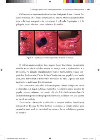 A célula por dentro: uma abordagem dinâmica do processo da síntese proteica | 191
Os lisossomos foram confeccionados com bexigão de festas, cheio de flo-
cos de espuma e TNT, fixado no teto com fita adesiva. O citoesqueleto foi feito
com pedaços de mangueiras de borracha de 1 polegada, ½ polegada e ¼ de
polegada, encaixados nos cantos inferiores do modelo.
Figura 16 Detalhes da membrana plasmática ﬁnalizada no modelo
O retículo endoplasmático liso e rugoso foram desenhados em cartolina
amarela, recortados e colados ao teto, no espaço entre o núcleo celular e o
ribossomo. No retículo endoplasmático rugoso (RER), foram coladas lam-
padinhas de decoração (“luzes de Natal”) cobertas com papel Crepon®
verde
claro, para representar os ribossomos associados ao RER. O piscar das luzes
demonstrava a atividade dos ribossomos.
Para construir os centríolos, utilizamos quatro latas de refrigerante vazias
e encapadas com papel cartonado vermelho, recortamos quatro círculos do
papel e colamos tudo com cola quente, obtendo dois cilindros vermelhos. Os
cilindros foram posicionados perpendicularmente e colados com cola quente
na parede do modelo.
Em cartolina alaranjada, e utilizando o mesmo modelo, desenhamos
mitocôndrias de cerca de 20cm X 10cm e colorimos a porção interior com
caneta hidrocor azul. As mitocôndrias menores foram coladas nas paredes
do modelo.
experimentando ciencia - prova9.indd 191experimentando ciencia - prova9.indd 191 19/07/2011 12:42:0519/07/2011 12:42:05
 