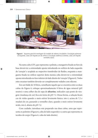 EXPERIMENTANDO CIÊNCIA220 |
Figura 6 Esquema geral de montagem do modelo de sistema circulatório: Circulação pulmonar
(à esquerda, cuba com líquido cor de vinho) e Circulação sistêmica (à direita, cuba com líquido
vermelho claro).
Na outra cuba (CP), que representa o pulmão, a mangueira fixada no furo da
base deverá ter a extremidade oposta introduzida no orifício do lado esquerdo
do ‘coração’ e acoplada ao respectivo transferidor de fluidos, enquanto a man-
gueira fixada no orifício superior desta mesma cuba deverá ter a extremidade
oposta introduzida no furo inferior do lado direito do ‘coração’ (Figura 6). Todos
estes encaixes também deverão ser completamente vedados com silicone.
Em um balde de 10 litros, semelhante àquele que se encontra entre as duas
cubas da Figura 6, coloque aproximadamente 8 litros de água mineral (pH
neutro) e uma colher das de sopa de alizarina, indicador cujo ponto de vira-
gem (mudança de cor) fica em torno de pH 7.2. Dessa forma, a solução ficará
cor de vinho quando o meio estiver levemente básico, isto é, acima de 7,2 e
mudará de cor, passando a vermelho claro, quando o meio estiver levemente
ácido, isto é, abaixo de pH 7,2.
Com cuidado, introduza este preparado nas duas cubas, uma que repre-
senta os pulmões (Figura 6, cuba do lado esquerdo) e a outra que representa os
tecidos do corpo (Figura 6, cuba do lado direito).
experimentando ciencia - prova9.indd 220experimentando ciencia - prova9.indd 220 19/07/2011 12:42:1219/07/2011 12:42:12
 