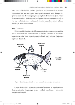 Mecanismos de locomoção em equinodermos, moluscos e peixes | 235
altos dorso-ventralmente) e curtos apresentam maior facilidade em realizar
manobras, e por isso apresentam maior desempenho em lagos ricos em ve-
getações ou recifes de corais pela grande exigência de manobras. Já os peixes
deprimidos habitam preferencialmente regiões próximas aos sedimentos, pois
seu corpo achatado dorso-ventralmente permite um melhor desempenho na
locomoção sobre os sedimentos.
9.7.1.2 NADADEIRAS
Dentre as várias funções exercidas pelas nadadeiras, a locomoção aquática
é a de maior destaque. De acordo com os aspectos funcionais as nadadeiras
serão apresentadas em grupos: a) caudal; b) dorsal, anal e adiposa; c) peitorais
e pélvicas (Figura 4).
Figura 4 Desenho esquemático de um peixe ósseo, salientando os tipos de nadadeiras.
Caudal: a nadadeira caudal é localizada na extremidade da região posterior
do peixe, e é única. Sua principal função é produzir impulso para a locomoção
na direção horizontal.
experimentando ciencia - prova9.indd 235experimentando ciencia - prova9.indd 235 19/07/2011 12:42:1519/07/2011 12:42:15
 