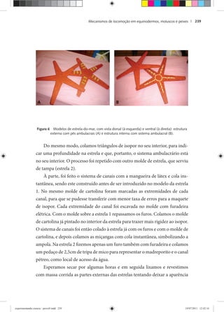 Mecanismos de locomoção em equinodermos, moluscos e peixes | 239
Figura 6 Modelos de estrela-do-mar, com vista dorsal (à esquerda) e ventral (à direita): estrutura
externa com pés ambulacrais (A) e estrutura interna com sistema ambulacral (B).
Do mesmo modo, colamos triângulos de isopor no seu interior, para indi-
car uma profundidade na estrela e que, portanto, o sistema ambulacrário está
no seu interior. O processo foi repetido com outro molde de estrela, que serviu
de tampa (estrela 2).
À parte, foi feito o sistema de canais com a mangueira de látex e cola ins-
tantânea, sendo este construído antes de ser introduzido no modelo da estrela
1. No mesmo molde de cartolina foram marcadas as extremidades de cada
canal, para que se pudesse transferir com menor taxa de erros para a maquete
de isopor. Cada extremidade do canal foi escavada no molde com furadeira
elétrica. Com o molde sobre a estrela 1 repassamos os furos. Colamos o molde
de cartolina já pintado no interior da estrela para trazer mais rigidez ao isopor.
O sistema de canais foi então colado à estrela já com os furos e com o molde de
cartolina, e depois colamos as miçangas com cola instantânea, simbolizando a
ampola. Na estrela 2 fizemos apenas um furo também com furadeira e colamos
um pedaço de 2,5cm de tripa de mico para representar o madreporito e o canal
pétreo, como local de acesso da água.
Esperamos secar por algumas horas e em seguida lixamos e revestimos
com massa corrida as partes externas das estrelas tentando deixar a aparência
AAAAAAAAAAAAAAAAAAAAAAAAAAAAAAAAAAAAAAAAAAA BBBBBBBBBBBBBBBBBB
experimentando ciencia - prova9.indd 239experimentando ciencia - prova9.indd 239 19/07/2011 12:42:1619/07/2011 12:42:16
 