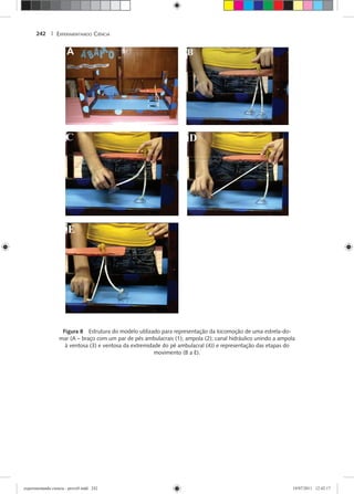 EXPERIMENTANDO CIÊNCIA242 |
Figura 8 Estrutura do modelo utilizado para representação da locomoção de uma estrela-do-
mar (A – braço com um par de pés ambulacrais (1); ampola (2); canal hidráulico unindo a ampola
à ventosa (3) e ventosa da extremidade do pé ambulacral (4)) e representação das etapas do
movimento (B a E).
experimentando ciencia - prova9.indd 242experimentando ciencia - prova9.indd 242 19/07/2011 12:42:1719/07/2011 12:42:17
 