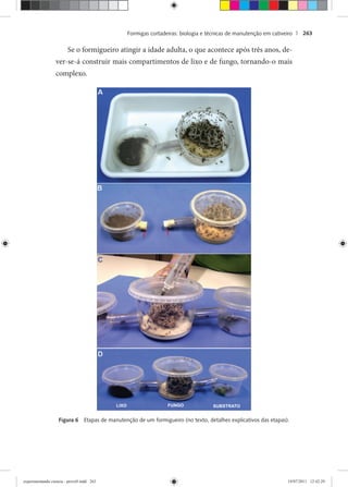 Formigas cortadeiras: biologia e técnicas de manutenção em cativeiro | 263
Se o formigueiro atingir a idade adulta, o que acontece após três anos, de-
ver-se-á construir mais compartimentos de lixo e de fungo, tornando-o mais
complexo.
Figura 6 Etapas de manutenção de um formigueiro (no texto, detalhes explicativos das etapas).
experimentando ciencia - prova9.indd 263experimentando ciencia - prova9.indd 263 19/07/2011 12:42:2919/07/2011 12:42:29
 