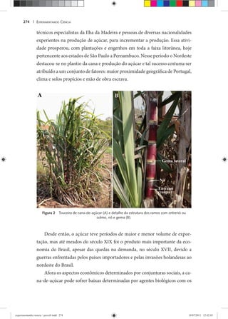 EXPERIMENTANDO CIÊNCIA274 |
técnicos especialistas da Ilha da Madeira e pessoas de diversas nacionalidades
experientes na produção de açúcar, para incrementar a produção. Essa ativi-
dade prosperou, com plantações e engenhos em toda a faixa litorânea, hoje
pertencente aos estados de São Paulo a Pernambuco. Nesse período o Nordeste
destacou-se no plantio da cana e produção do açúcar e tal sucesso costuma ser
atribuído a um conjunto de fatores: maior proximidade geográfica de Portugal,
clima e solos propícios e mão de obra escrava.
Figura 2 Touceira de cana-de-açúcar (A) e detalhe da estrutura dos ramos com entrenó ou
colmo, nó e gema (B).
Desde então, o açúcar teve períodos de maior e menor volume de expor-
tação, mas até meados do século XIX foi o produto mais importante da eco-
nomia do Brasil, apesar das quedas na demanda, no século XVII, devido a
guerras enfrentadas pelos países importadores e pelas invasões holandesas ao
nordeste do Brasil.
Afora os aspectos econômicos determinados por conjunturas sociais, a ca-
na-de-açúcar pode sofrer baixas determinadas por agentes biológicos com os
experimentando ciencia - prova9.indd 274experimentando ciencia - prova9.indd 274 19/07/2011 12:42:4519/07/2011 12:42:45
 