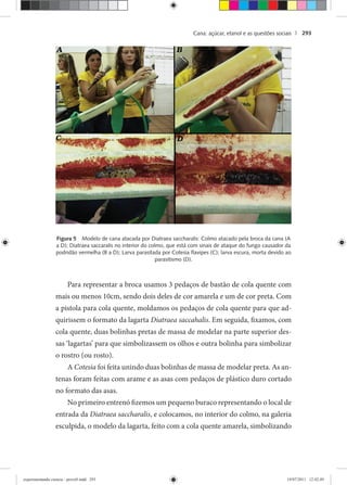 Cana: açúcar, etanol e as questões sociais | 293
Figura 5 Modelo de cana atacada por Diatraea saccharalis: Colmo atacado pela broca da cana (A
a D); Diatraea saccaralis no interior do colmo, que está com sinais de ataque do fungo causador da
podridão vermelha (B a D); Larva parasitada por Cotesia ﬂavipes (C); larva escura, morta devido ao
parasitismo (D).
Para representar a broca usamos 3 pedaços de bastão de cola quente com
mais ou menos 10cm, sendo dois deles de cor amarela e um de cor preta. Com
a pistola para cola quente, moldamos os pedaços de cola quente para que ad-
quirissem o formato da lagarta Diatraea saccahalis. Em seguida, fixamos, com
cola quente, duas bolinhas pretas de massa de modelar na parte superior des-
sas ‘lagartas’ para que simbolizassem os olhos e outra bolinha para simbolizar
o rostro (ou rosto).
A Cotesia foi feita unindo duas bolinhas de massa de modelar preta. As an-
tenas foram feitas com arame e as asas com pedaços de plástico duro cortado
no formato das asas.
No primeiro entrenó fizemos um pequeno buraco representando o local de
entrada da Diatraea saccharalis, e colocamos, no interior do colmo, na galeria
esculpida, o modelo da lagarta, feito com a cola quente amarela, simbolizando
experimentando ciencia - prova9.indd 293experimentando ciencia - prova9.indd 293 19/07/2011 12:42:4919/07/2011 12:42:49
 